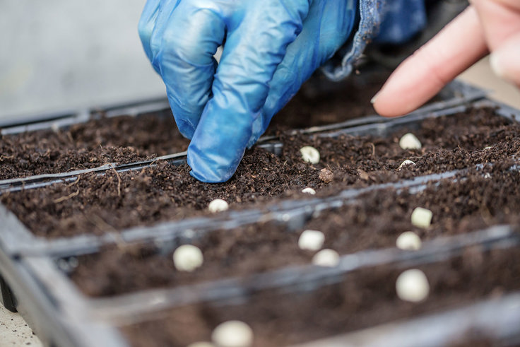 Seeds being planted Seeds being planted