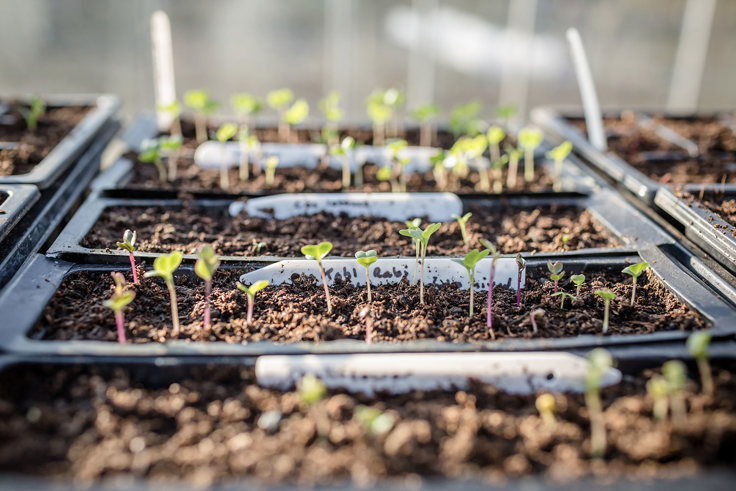 Seeds sprouting Seeds sprouting