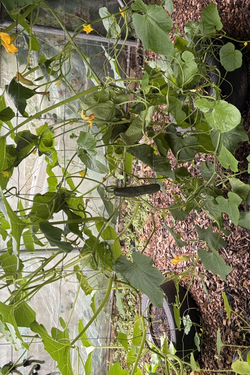 Supporting image: New therapeutic gardening project supports mental health patients in Kent and Medway Supporting image: New therapeutic gardening project supports mental health patients in Kent and Medway