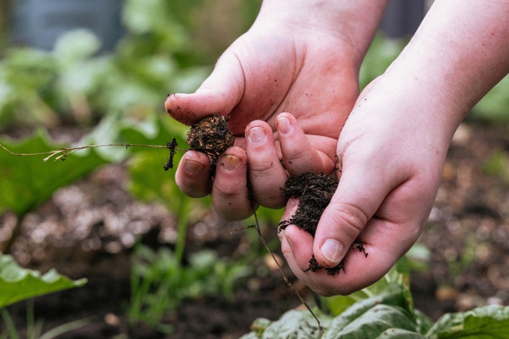 Supporting image: Webbs Garden Supporting image: Webbs Garden