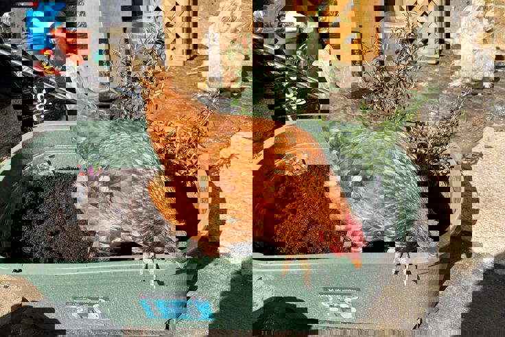 Supporting image: Serenity garden opens for patients in Dartford