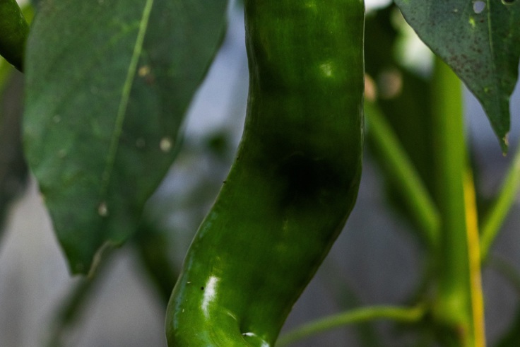 Supporting image: Webbs Garden Supporting image: Webbs Garden