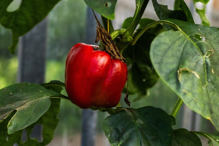 Supporting image: Webbs Garden Supporting image: Webbs Garden