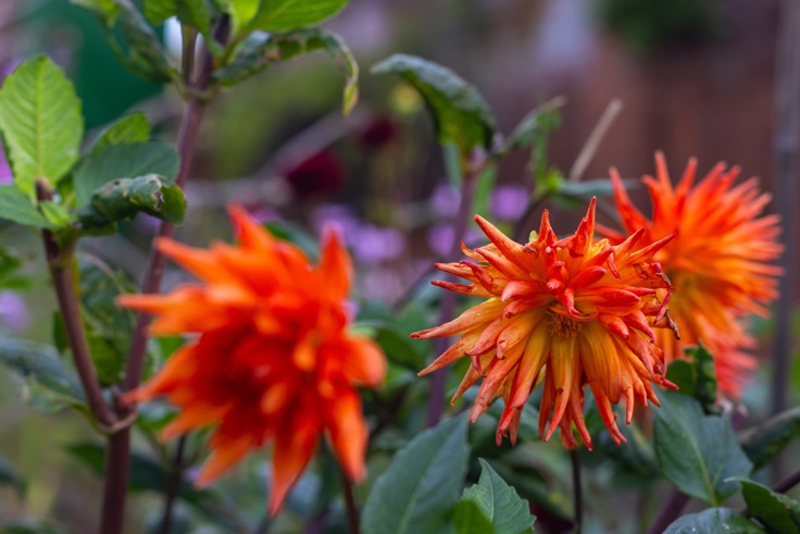 Supporting image: Webbs Garden Supporting image: Webbs Garden